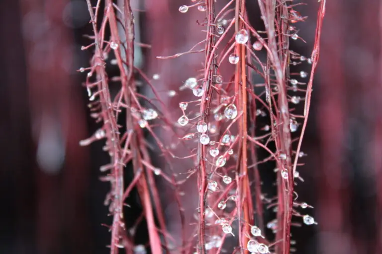 Full-size view of glistening root exudate droplets on vibrant red roots, showcasing the release of organic compounds that nourish soil microbes.