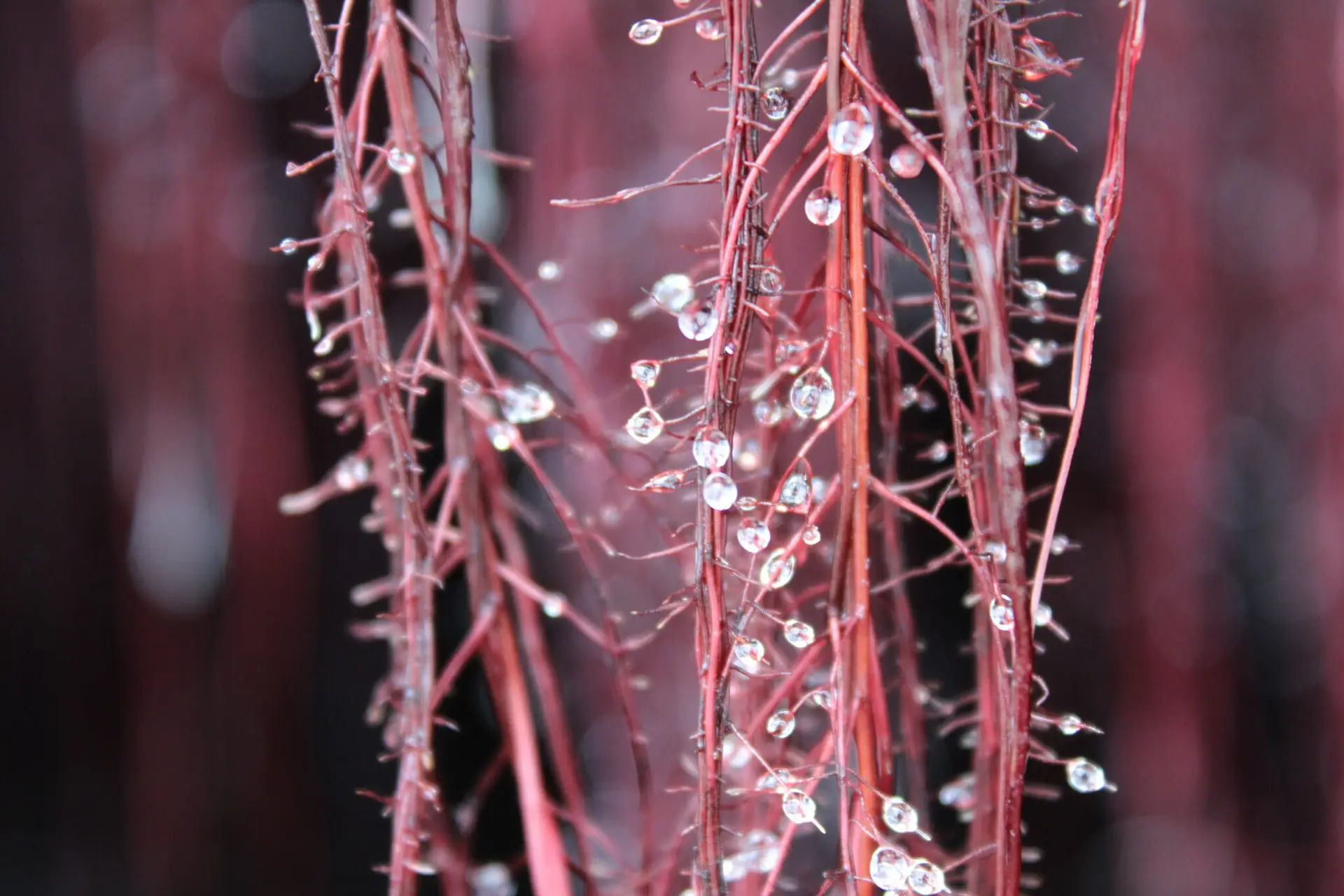 Full-size view of glistening root exudate droplets on vibrant red roots, showcasing the release of organic compounds that nourish soil microbes.