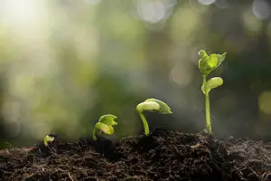 Stages of a young plant sprouting and growing in healthy soil, representing the role of soil microbes in supporting plant development and soil ecosystems.