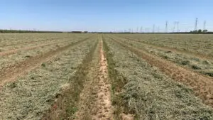 Alfalfa field harvested after seven cuttings, showing the real-world yield advantage of MultiFIX: 10 tons per acre with MultiFIX vs. 8.5 tons without.