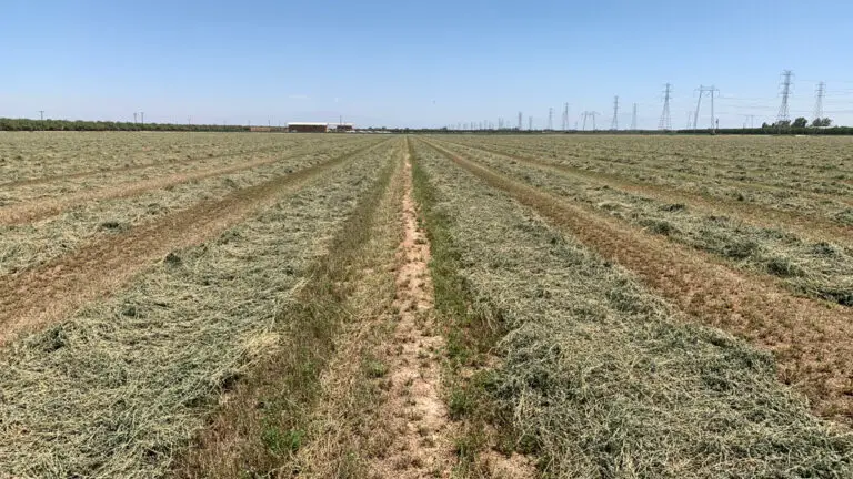 Alfalfa field harvested after seven cuttings, showing the real-world yield advantage of MultiFIX: 10 tons per acre with MultiFIX vs. 8.5 tons without.