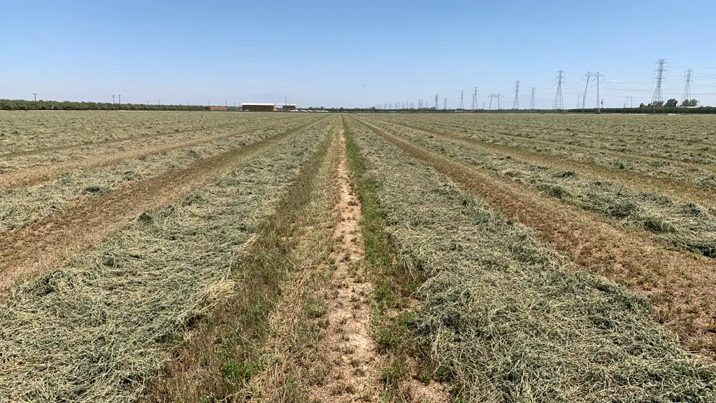 Alfalfa field harvested after seven cuttings, showing the real-world yield advantage of MultiFIX: 10 tons per acre with MultiFIX vs. 8.5 tons without.