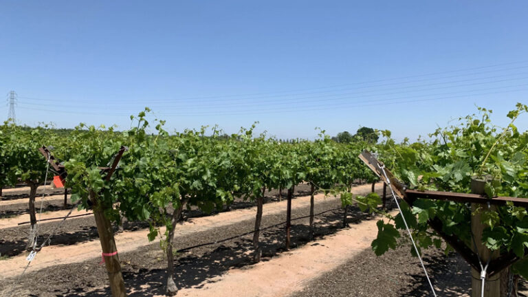 A well-maintained vineyard with lush green grapevines under a clear blue sky, showcasing the benefits of MultiFIX for improved vine health and sugar content.