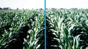 Side-by-side comparison of untreated corn (left) and MultiFIX-treated corn (right), showing improved growth and plant health with MultiFIX.