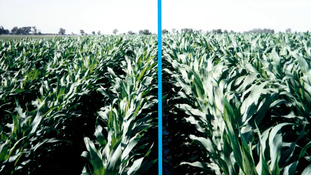 Side-by-side comparison of untreated corn (left) and MultiFIX-treated corn (right), showing improved growth and plant health with MultiFIX.