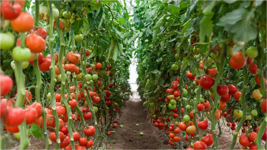 cherry-tomato1024x576 cherry-tomato1024x576