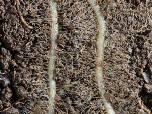 Close-up of wild oat grass rhizosphere with dense root hairs and soil microbiota, illustrating microbial activity around roots.