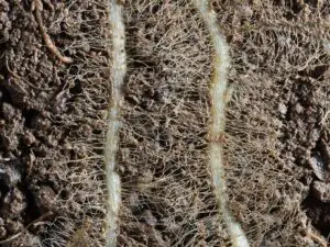 Close-up of wild oat grass rhizosphere with dense root hairs and soil microbiota, illustrating microbial activity around roots.