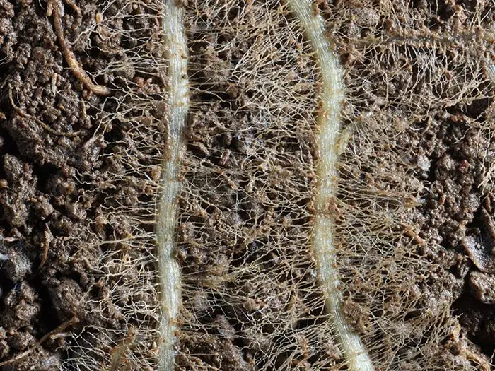 Close-up of wild oat grass rhizosphere with dense root hairs and soil microbiota, illustrating microbial activity around roots.