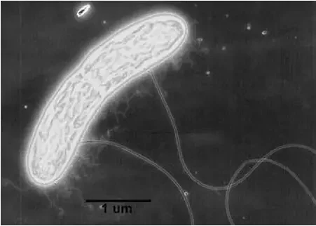 Microbial electrogenesis explained