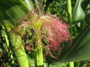 Corn or maize (Zea mays) is usually considered a field crop, but fresh-market sweet corn is counted as a vegetable and therefore is a specialty crop.