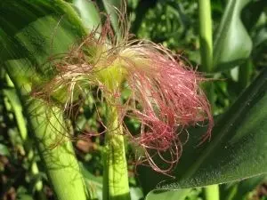 Corn or maize (Zea mays) is usually considered a field crop, but fresh-market sweet corn is counted as a vegetable and therefore is a specialty crop.