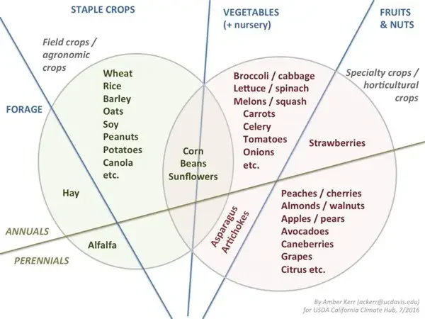 A schematic showing some of the different ways to classify crops in the United States (not intended to be comprehensive).