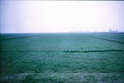 Reduced view of MultiFIX-treated alfalfa field with stronger, healthier plant growth.