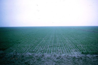 Reduced view of untreated alfalfa field with uniform but slower growth.