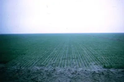 Reduced view of untreated alfalfa field with uniform but slower growth.