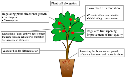 auxin-plants-g001-512×321 Auxins have been used widely in the field of agricultural production, greatly improving the yield and quality of crops, and creating significant social and economic benefits.