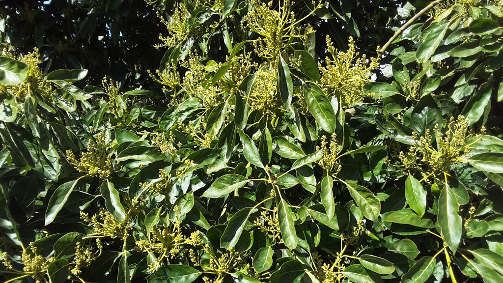 Avocado tree with vibrant green leaves and clusters of healthy flower buds after treatment with MultiFIX, showing early signs of vigorous growth.