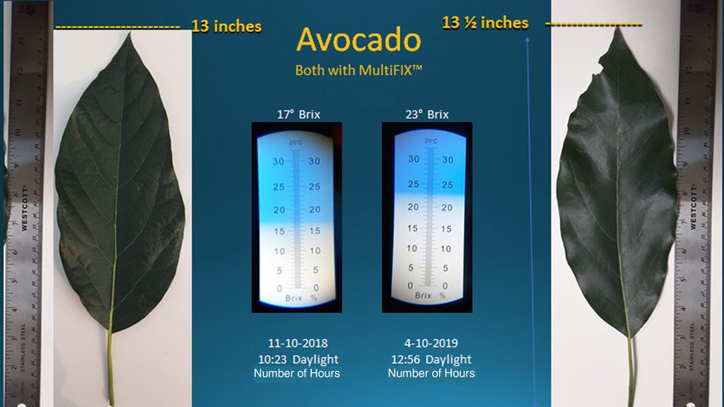 avocado-trees-thrive-leaf-comparison-1024x576