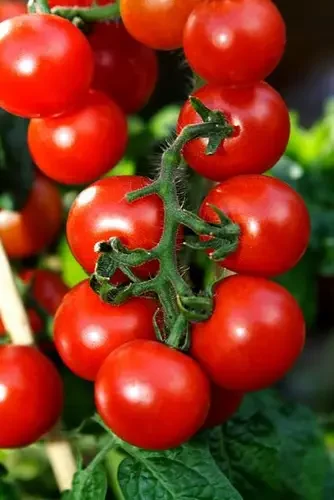 multifix-healthier-cherry-tomato-plants-334x500