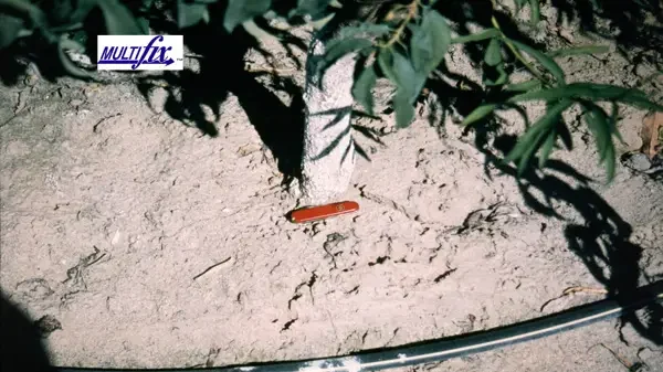 Reduced-size image of a young tree treated with MultiFIX, showing stronger early growth with a healthier trunk and more developed canopy. Soil conditions appear more favorable for root development.