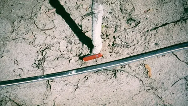 Reduced-size image of a young tree with limited early growth, planted in dry soil with a drip irrigation line. This untreated tree shows slower establishment compared to trees treated with MultiFIX.