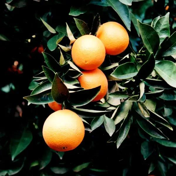 Vibrant oranges growing on a healthy, MultiFIX-treated tree. MultiFIX promotes better fruit quality and yield.