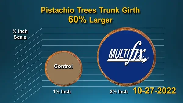 Reduced-size slide showing MultiFIX-treated pistachio trees grow 60% larger than untreated ones, leading to significantly higher yields and profits. Bigger trunks mean stronger trees, better fruit production, and a faster return on investment.