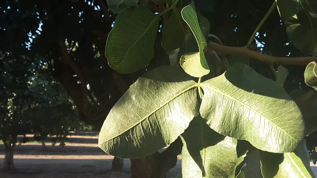 multifix-pistachio-leaves-banner-1024x576