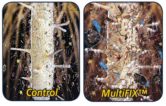 Side-by-side illustration comparing root microbial populations with and without MultiFIX. The Control image shows sparse microbial activity, while the MultiFIX image demonstrates increased microbial diversity and root interactions.