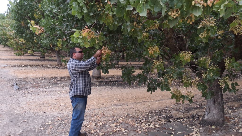 Jose bought MultiFIX to improve his pistachios' soil health. He was surprised to learn he also began reducing his water and electric costs by $1,200 a week.