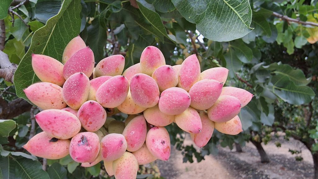 MultiFIX helps growers save water while growing the highest quality crops