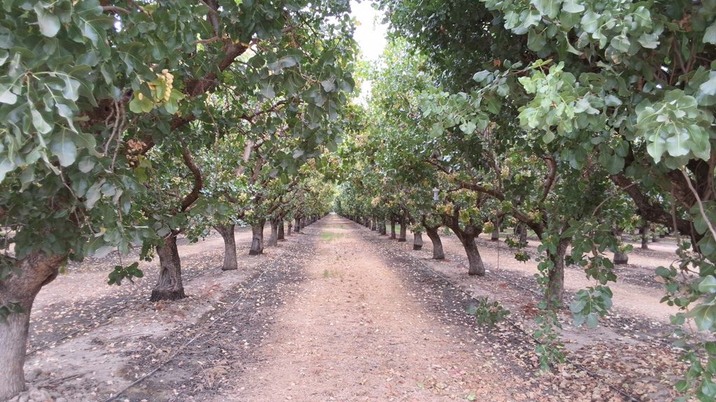 Jose's pistachio orchard after applying MultiFIX.