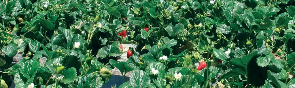 multifix-specialty-crops-strawberries-1024x306