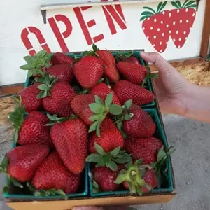 Strawberries are technically perennials but are cultivated as annuals