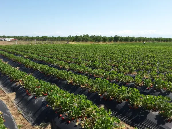 Thumbnail image of a strawberry field in California with healthy, professionally managed rows of strawberry plants.