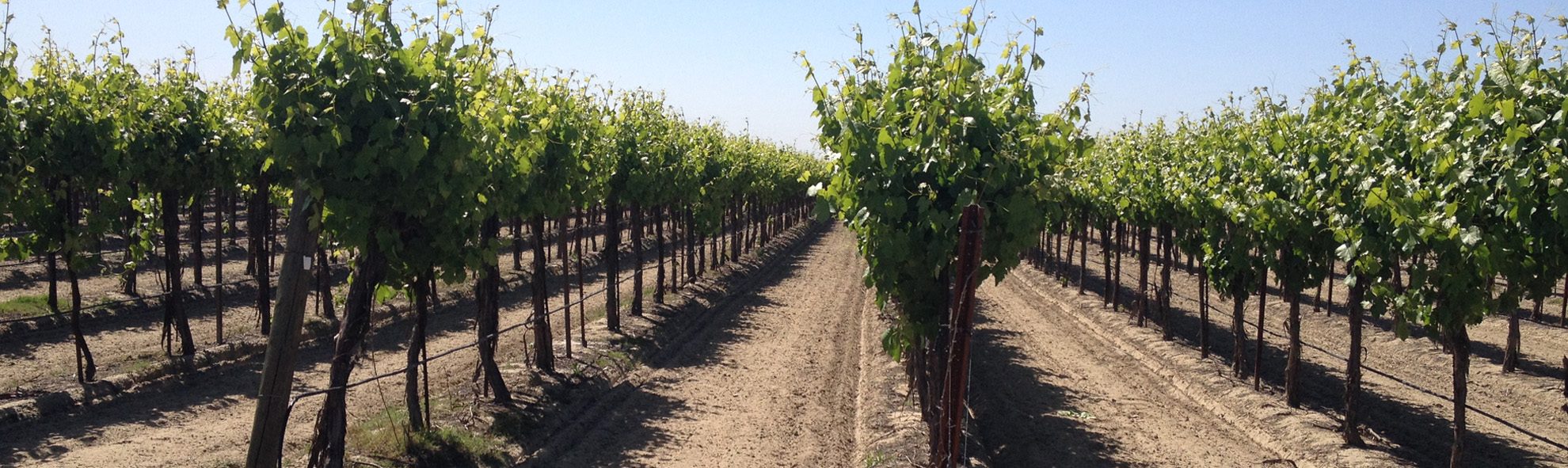 multifix-vineyard-banner-1980×591 MultiFIX Vineyard Vitality Banner