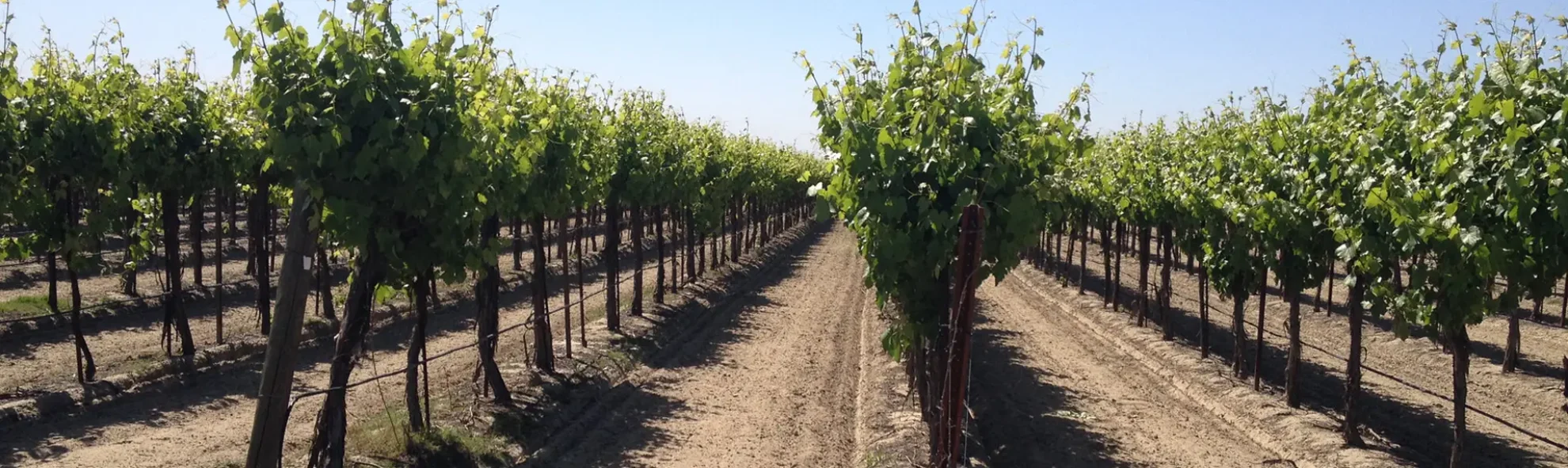 MultiFIX Vineyard Vitality Banner