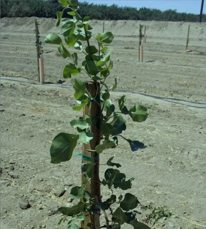 new-pistachio-seedling-864x960