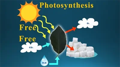 A thumbnail version of a simplified diagram illustrating photosynthesis: sunlight, water, and carbon dioxide enter a leaf, producing oxygen and sugar cubes, highlighting the energy conversion process in plants.