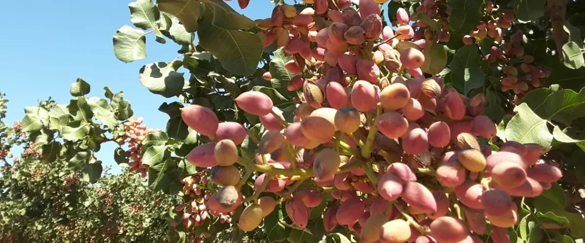 Vibrant pistachio clusters on trees, symbolizing MultiFIX client testimonials about improved yields.