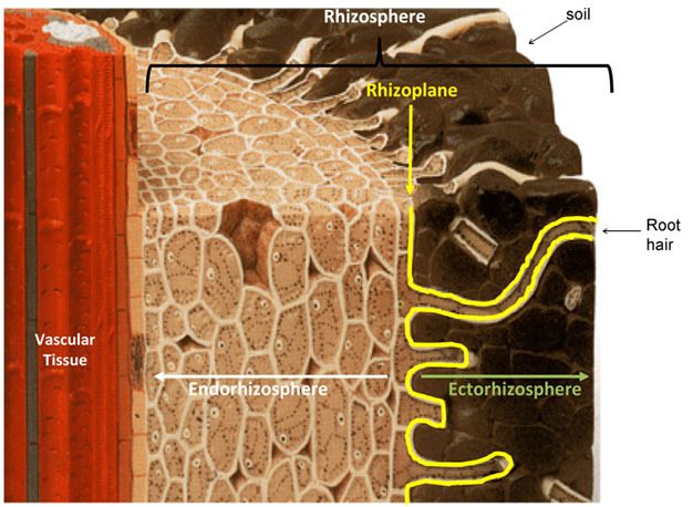 MultiFIX aids in boosting microbial populations in the rhizosphere