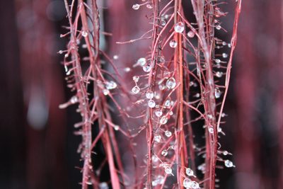 Smaller version of root exudate droplets forming on red roots, feeding soil microbes in the surrounding soil.