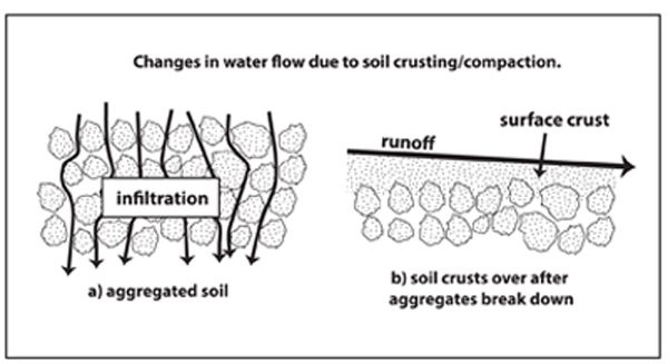 Water infiltration and runoff into well-aggregated and weakly aggregated soil