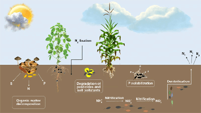 How Soil Microbes Drive the Nutrient Cycle in Agriculture (reduced) Reduced-size illustration of the nutrient cycle in agricultural soils, highlighting microbial processes such as nitrogen fixation, phosphorus solubilization, organic matter decomposition, and denitrification, which enhance plant nutrition.