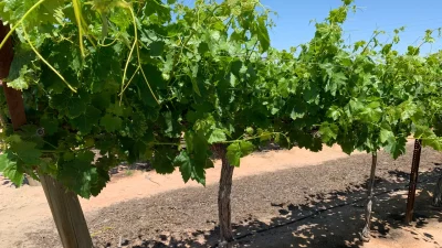 vine