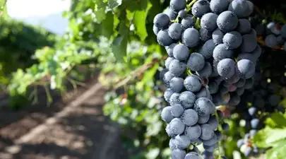 vineyard-vitality-grapes-405x225