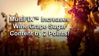 wine grape
